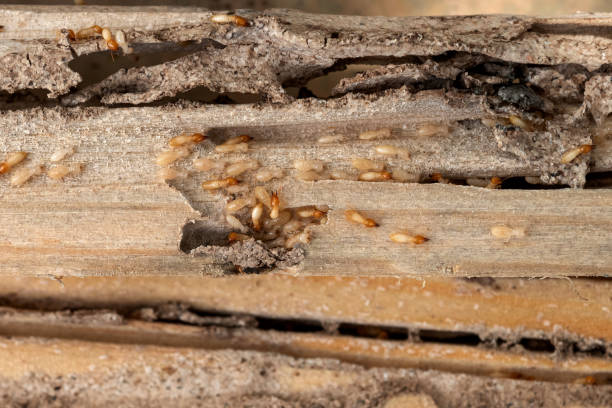 Best Pest Inspection Near Me  in Elk Plain, WA