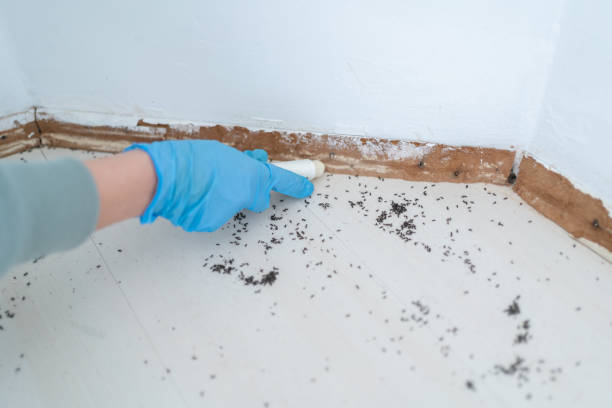 Best Rat Extermination Near Me  in Elk Plain, WA